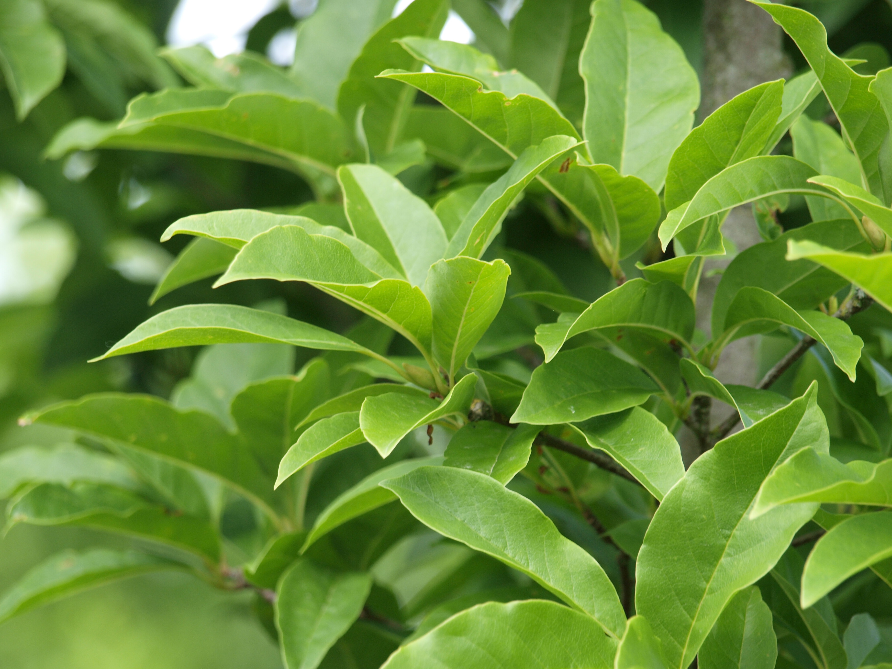 Magnolia proctoriana